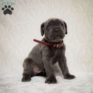 Elvis, Cane Corso Puppy